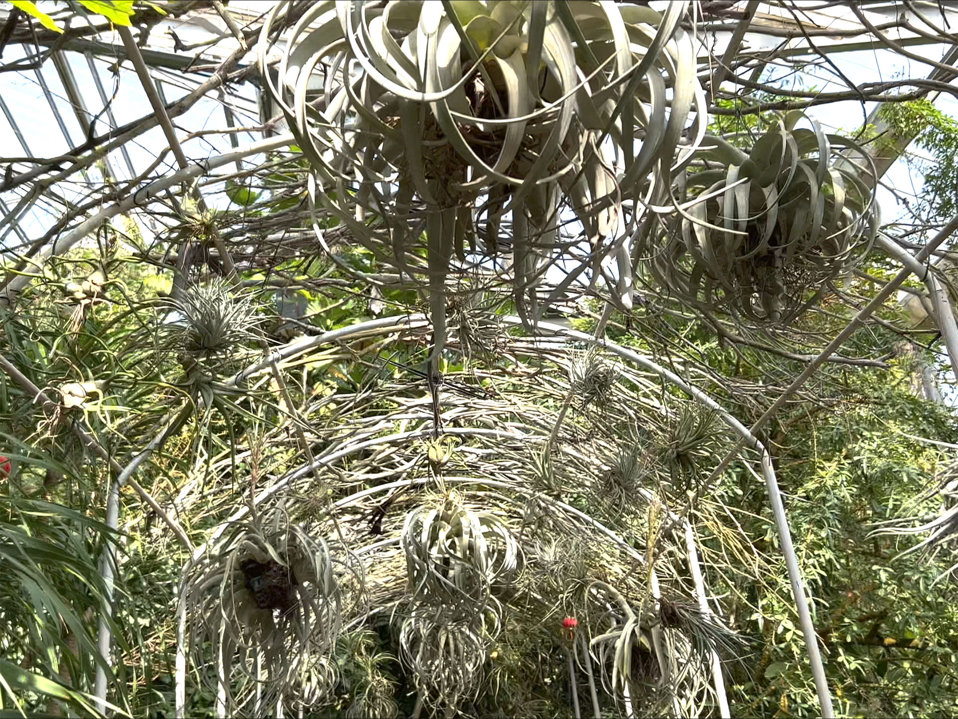 Hanging Pots on the Arch/Roof