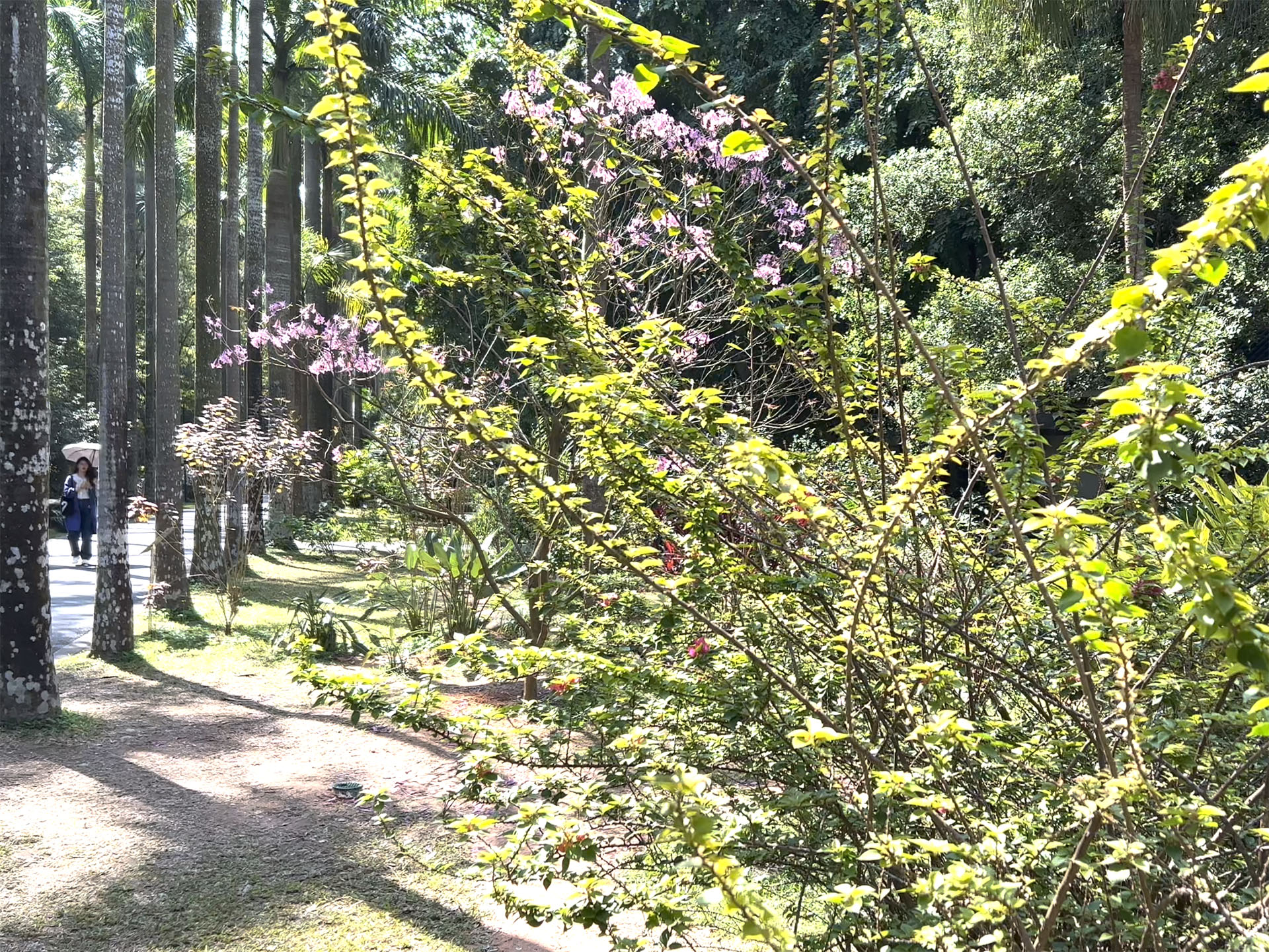 Trees along the Way